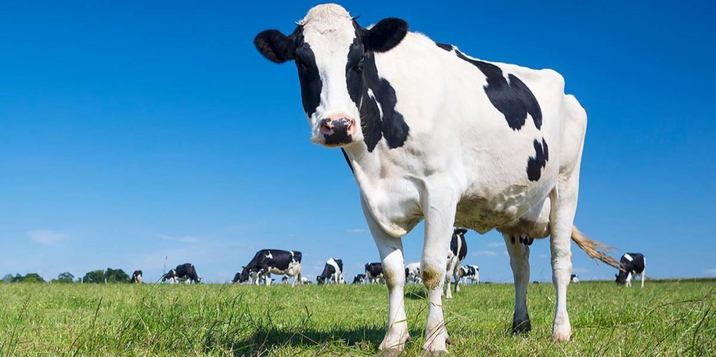 CDC endorses PPE for farmworkers at risk for HPAI