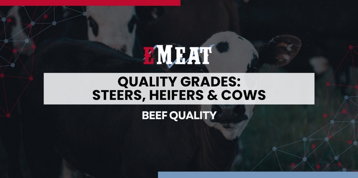 Quality Grades – Steers, Heifers & Cows