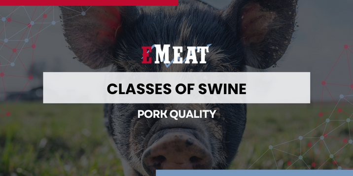 Classes of Swine