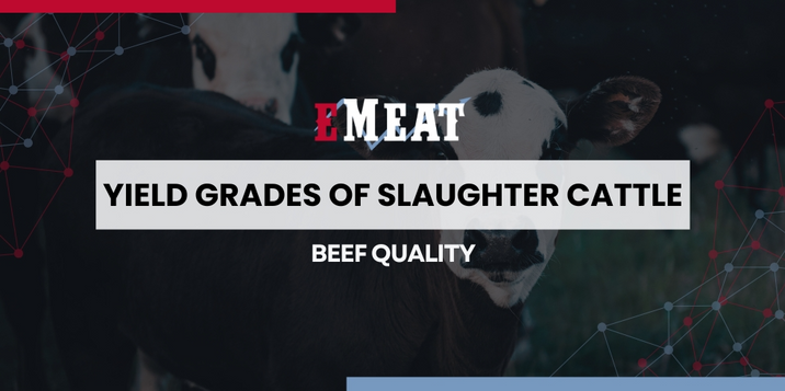 Yield Grades of Slaughter Cattle