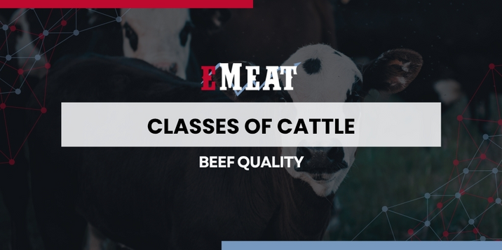 Classes of Cattle